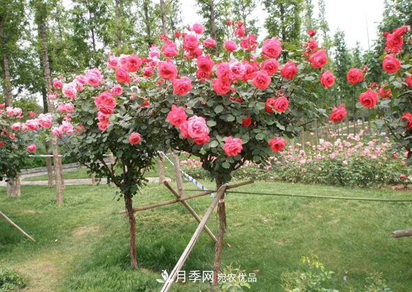 南陽(yáng)樹(shù)狀月季為陜西西安園林工程添加生機(圖1)