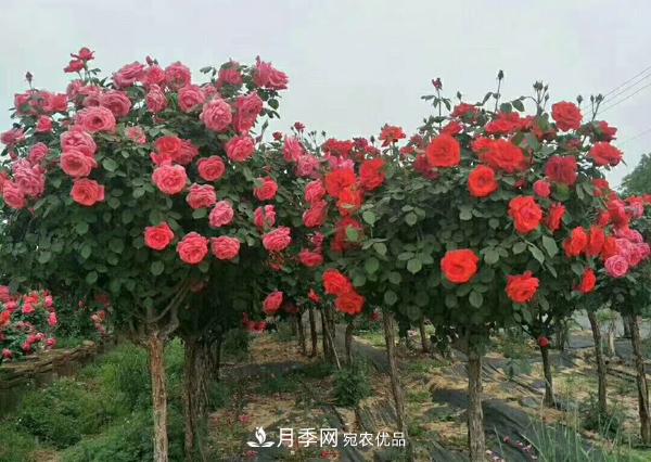 南陽(yáng)樹(shù)狀月季為陜西西安園林工程添加生機(圖2)