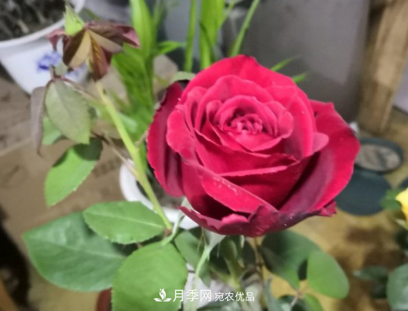 10款濃香月季，開(kāi)花比香水還好聞，從春一直開(kāi)到秋！(圖6)
