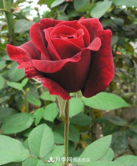 10款濃香月季，開(kāi)花比香水還好聞，從春一直開(kāi)到秋！(圖5)