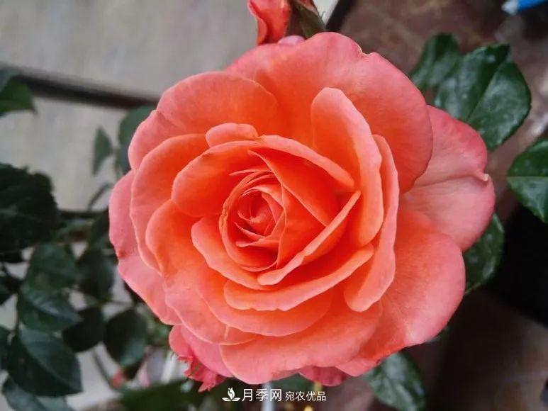 陽(yáng)臺小怎么辦？推薦8種微型荷蘭陽(yáng)臺月季，好看又好養！(圖4)