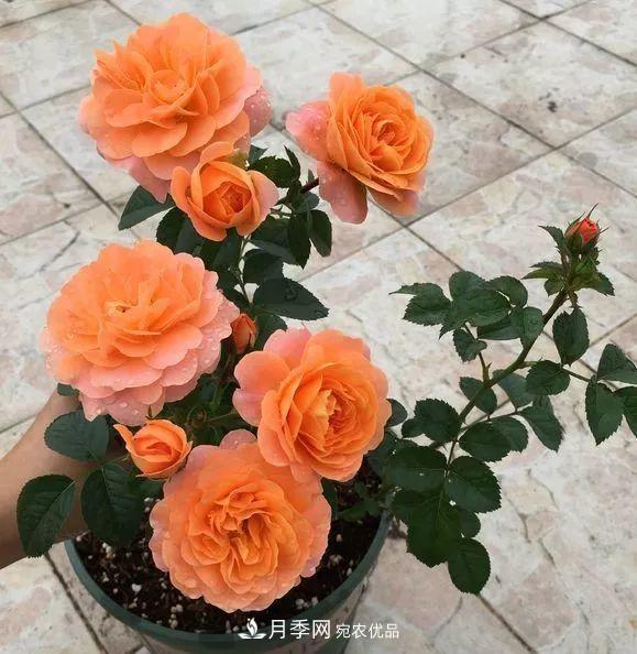陽(yáng)臺小怎么辦？推薦8種微型荷蘭陽(yáng)臺月季，好看又好養！(圖7)