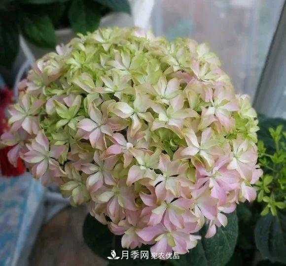 陽(yáng)臺小怎么辦？推薦8種微型荷蘭陽(yáng)臺月季，好看又好養！(圖22)