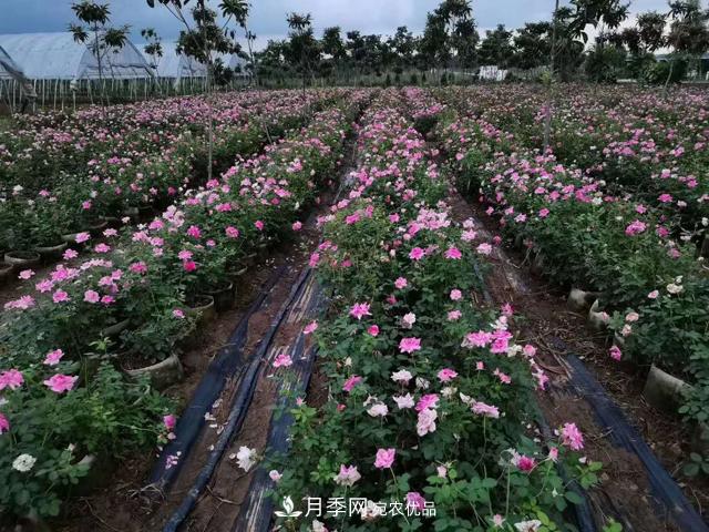 地栽月季的水肥如何管理？(圖1)