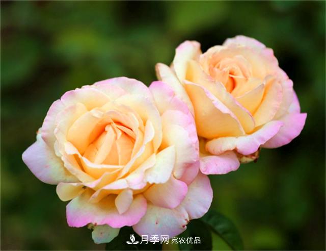 秋天陽(yáng)臺養月季，3個(gè)養護要點(diǎn)要掌握，開(kāi)花又大又艷麗(圖4)