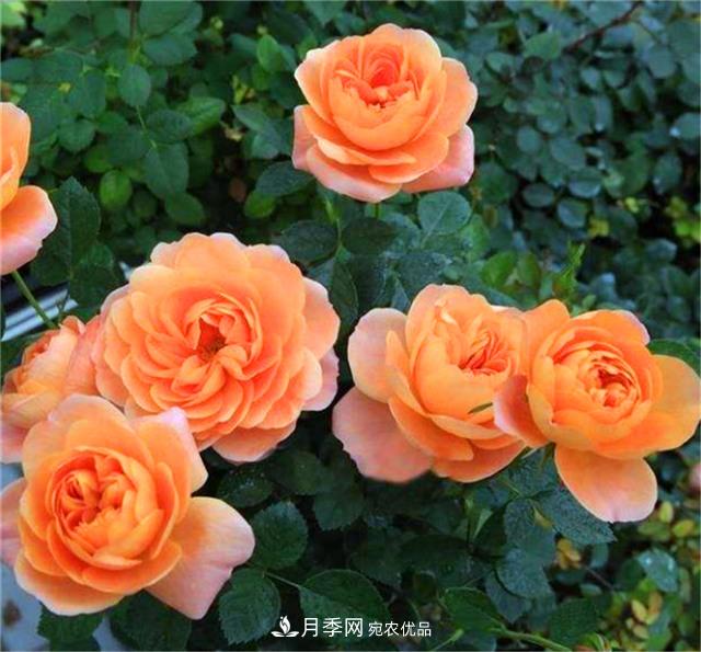 秋天陽(yáng)臺養月季，3個(gè)養護要點(diǎn)要掌握，開(kāi)花又大又艷麗(圖3)