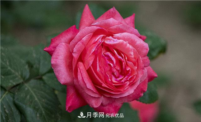 月季花開(kāi)吐芬芳，南陽(yáng)月季大美景(圖庫)(圖1)