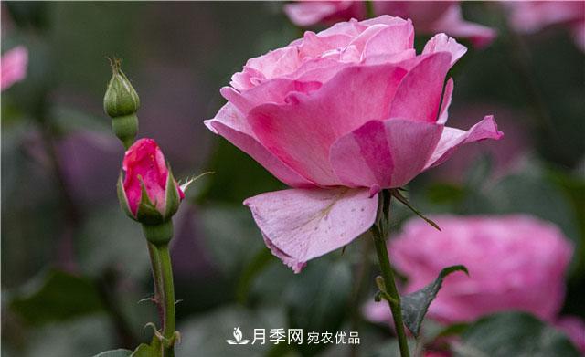 月季花開(kāi)吐芬芳，南陽(yáng)月季大美景(圖庫)(圖2)