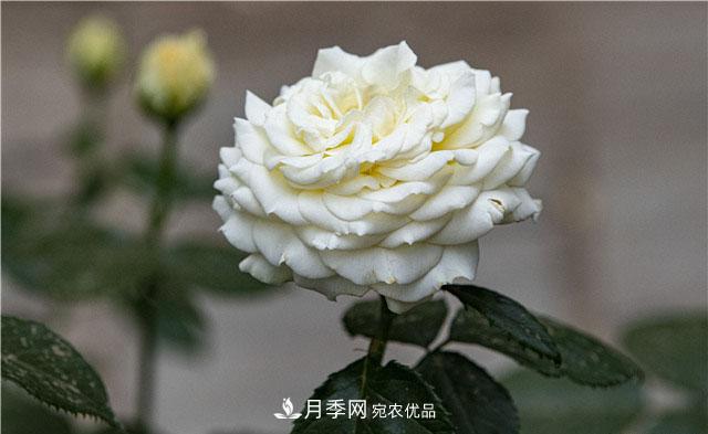 月季花開(kāi)吐芬芳，南陽(yáng)月季大美景(圖庫)(圖5)