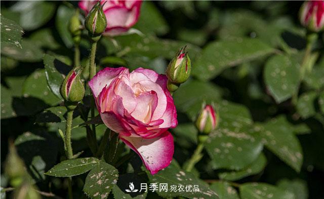月季花開(kāi)吐芬芳，南陽(yáng)月季大美景(圖庫)(圖6)