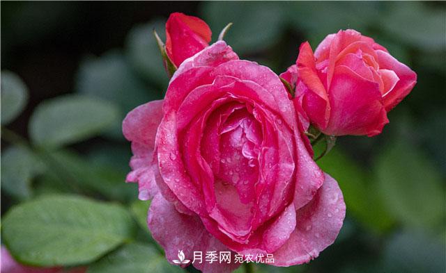 月季花開(kāi)吐芬芳，南陽(yáng)月季大美景(圖庫)(圖4)