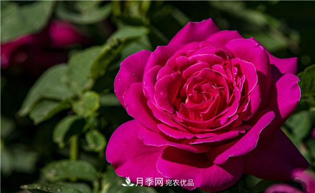 月季花開(kāi)吐芬芳，南陽(yáng)月季大美景(圖庫)(圖3)