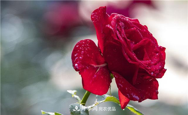 月季花開(kāi)吐芬芳，南陽(yáng)月季大美景(圖庫)(圖8)