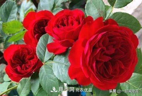 10款紅色系月季推薦，款款驚艷(圖2)