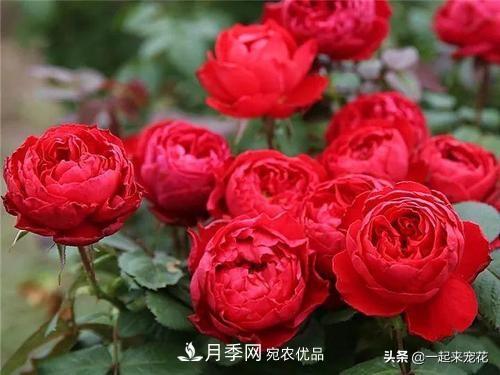 10款紅色系月季推薦，款款驚艷(圖4)