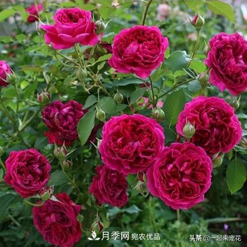 10款紅色系月季推薦，款款驚艷(圖3)