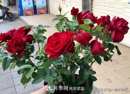 10款紅色系月季推薦，款款驚艷(圖9)