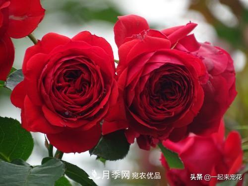 10款紅色系月季推薦，款款驚艷(圖8)