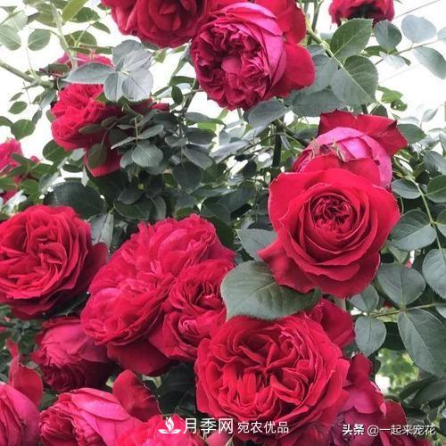 10款紅色系月季推薦，款款驚艷(圖7)