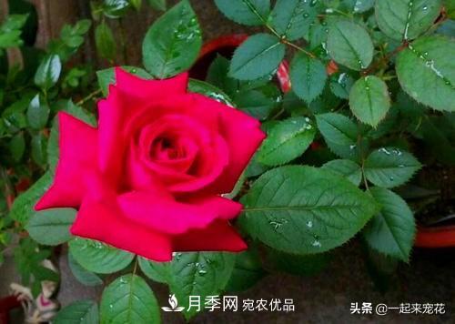 10款紅色系月季推薦，款款驚艷(圖10)