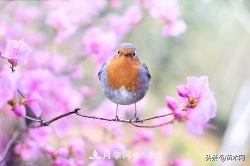 南陽(yáng)苗木人做好準備，苗木旺季的腳步正在到來(lái)(圖1)