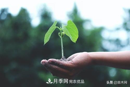 南陽(yáng)苗木人做好準備，苗木旺季的腳步正在到來(lái)(圖4)