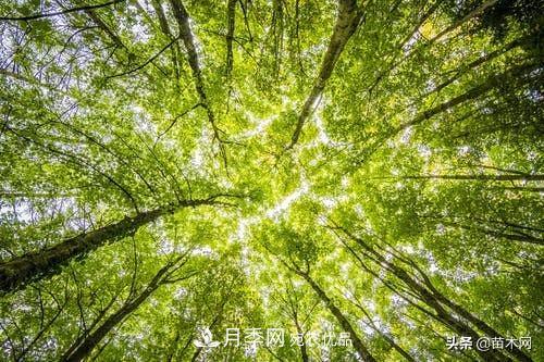 南陽(yáng)苗木人做好準備，苗木旺季的腳步正在到來(lái)(圖2)