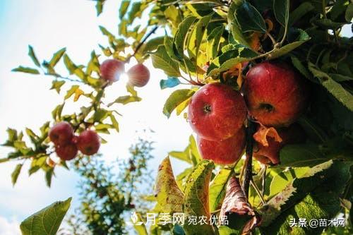 南陽(yáng)苗木人做好準備，苗木旺季的腳步正在到來(lái)(圖5)