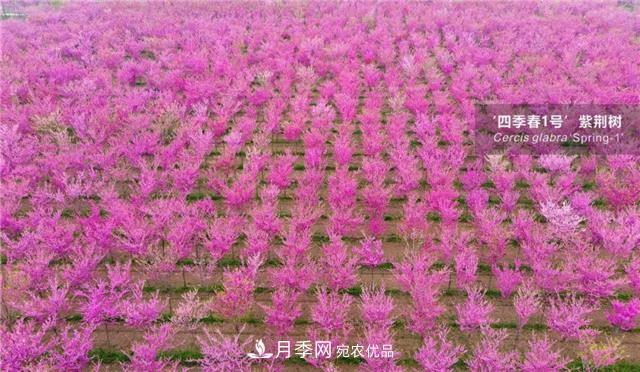 苗木產(chǎn)品的價(jià)格、價(jià)值和供需——三角關(guān)系之動(dòng)態(tài)平衡(圖4)