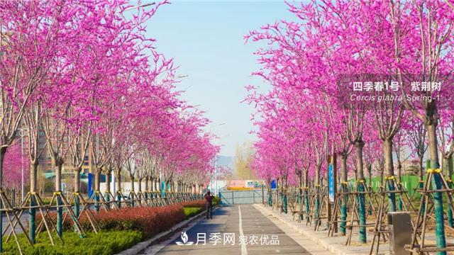 苗木產(chǎn)品的價(jià)格、價(jià)值和供需——三角關(guān)系之動(dòng)態(tài)平衡(圖1)