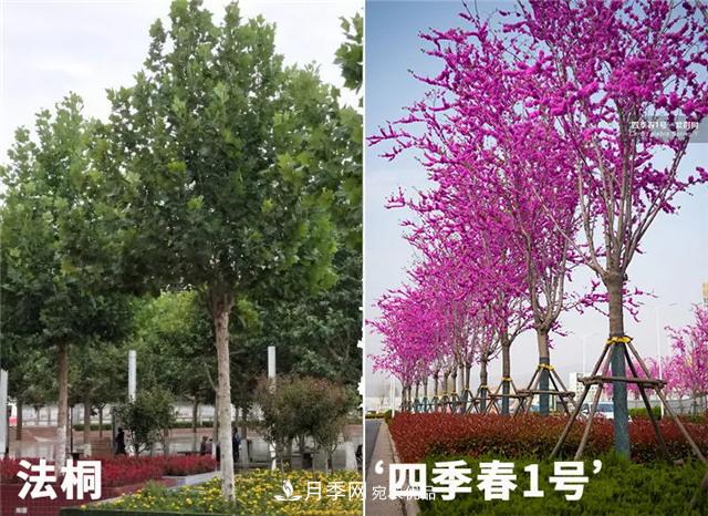 苗木產(chǎn)品的價(jià)格、價(jià)值和供需——三角關(guān)系之動(dòng)態(tài)平衡(圖2)