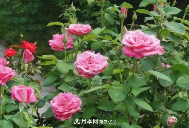 月季***怕“三種”水，避開(kāi)不黃葉爛根，清香宜人一整年(圖2)