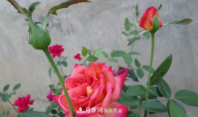 月季***怕“三種”水，避開(kāi)不黃葉爛根，清香宜人一整年(圖3)