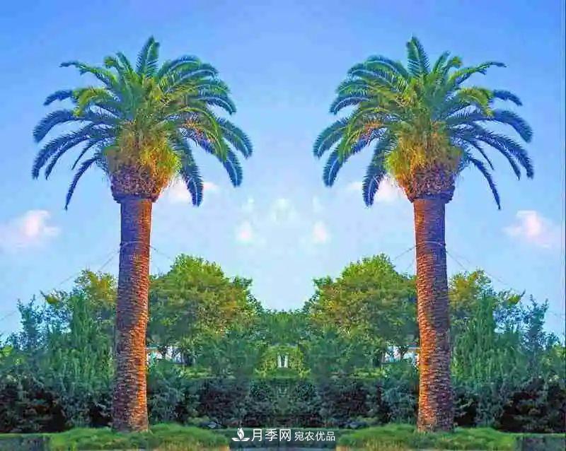 這些5種高端苗木向來(lái)就是“搶手貨”，你知道幾個(gè)？(圖3)