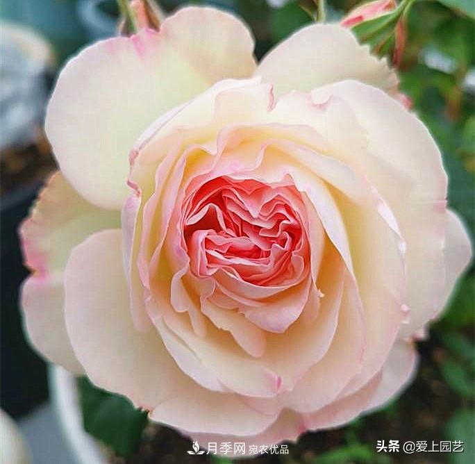 一成不變的月季不是我的菜，“百變女郎”才夠精彩(圖7)