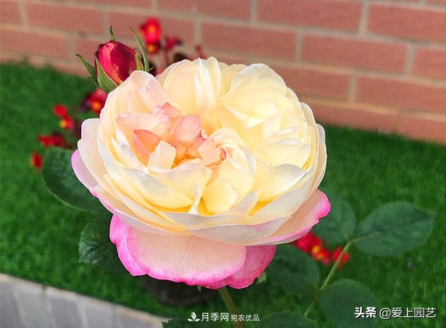 一成不變的月季不是我的菜，“百變女郎”才夠精彩(圖4)