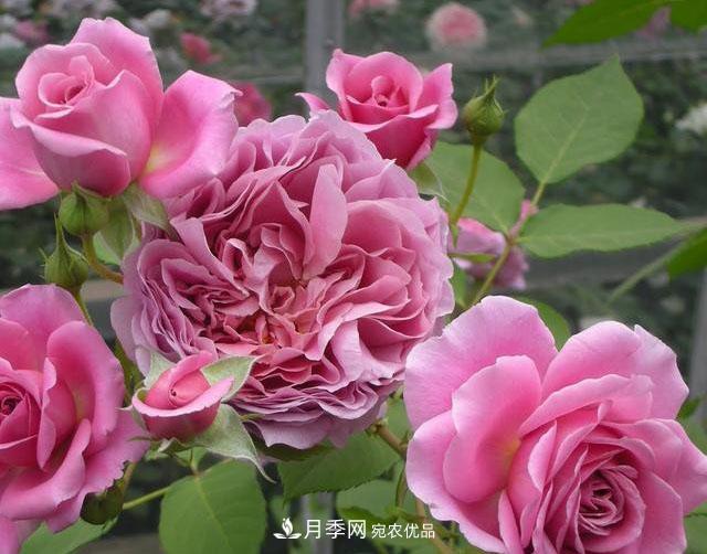 月季地栽好還是盆栽好？無(wú)論種哪兒都能爆盆開(kāi)花(圖3)