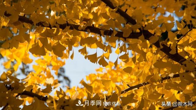 秋季苗木看這幾種綠化樹(shù)，越看越美(圖2)