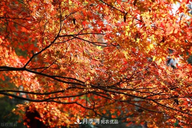 秋葉如花，觀(guān)賞紅葉的苗木，除了紅楓，你認識哪幾種？(圖1)