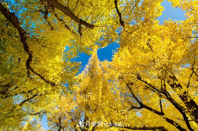 秋葉如花，觀(guān)賞紅葉的苗木，除了紅楓，你認識哪幾種？(圖3)