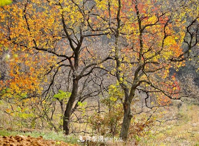 秋葉如花，觀(guān)賞紅葉的苗木，除了紅楓，你認識哪幾種？(圖5)