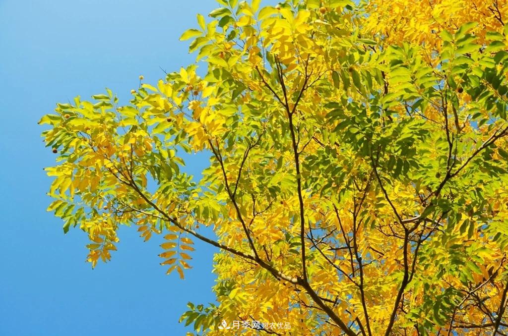 秋葉如花，觀(guān)賞紅葉的苗木，除了紅楓，你認識哪幾種？(圖4)