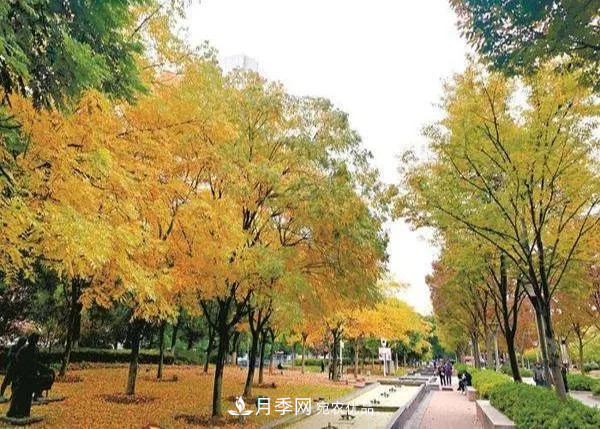 秋葉如花，觀(guān)賞紅葉的苗木，除了紅楓，你認識哪幾種？(圖6)
