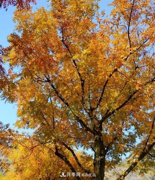 秋葉如花，觀(guān)賞紅葉的苗木，除了紅楓，你認識哪幾種？(圖2)