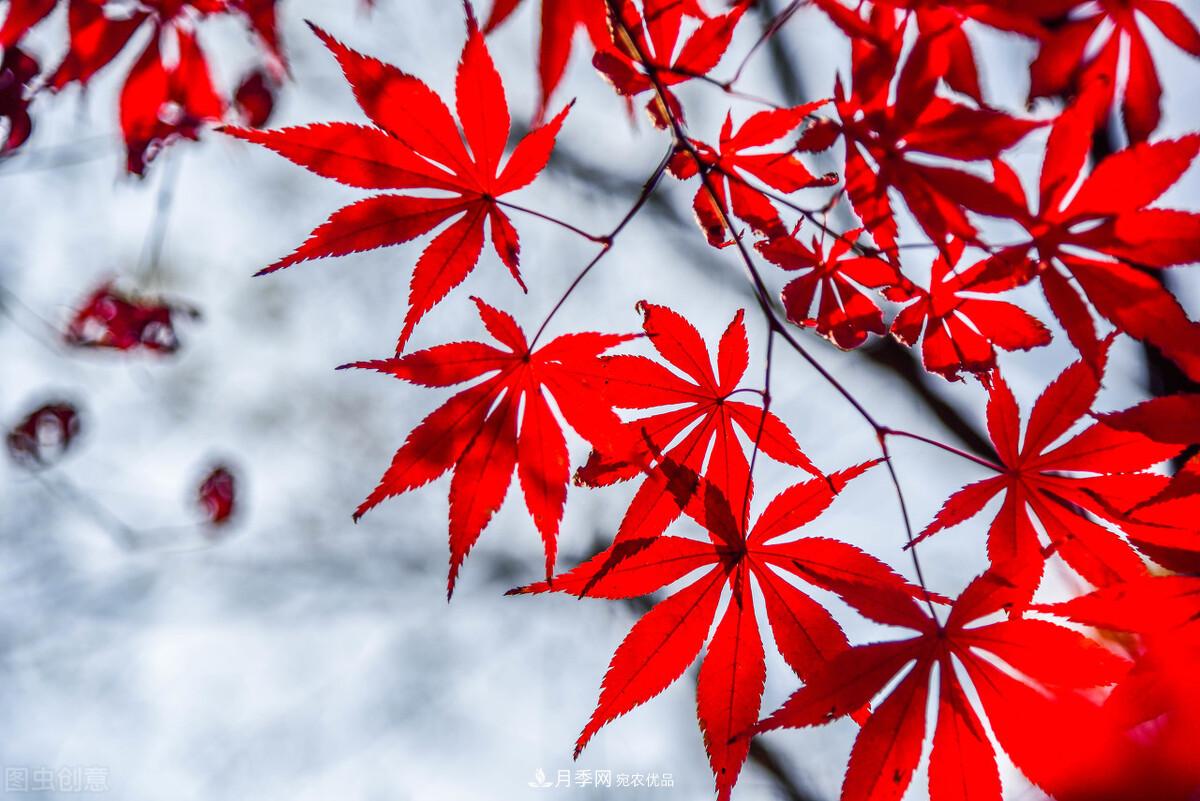 秋葉如花，觀(guān)賞紅葉的苗木，除了紅楓，你認識哪幾種？(圖8)