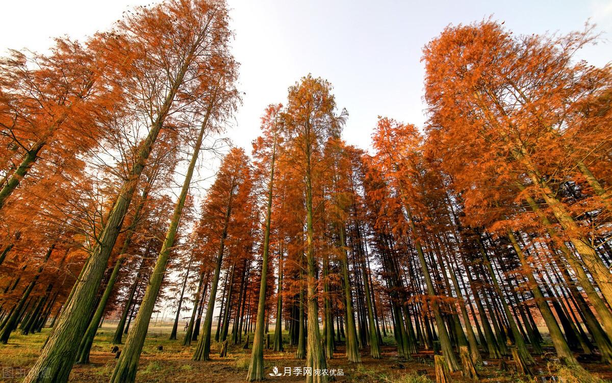 秋葉如花，觀(guān)賞紅葉的苗木，除了紅楓，你認識哪幾種？(圖9)