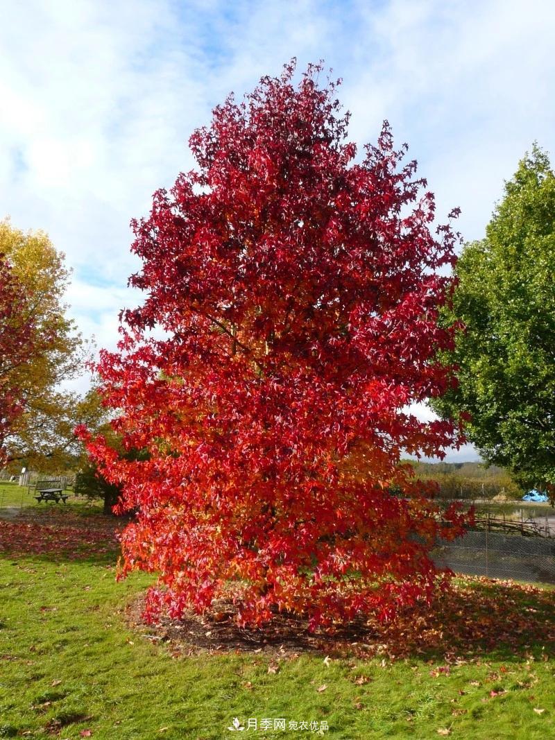 秋葉如花，觀(guān)賞紅葉的苗木，除了紅楓，你認識哪幾種？(圖10)
