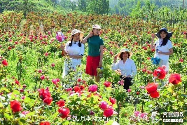山東淄博沂源60畝月季花競放，美麗產(chǎn)業(yè)助推特色鄉村旅游(圖2)