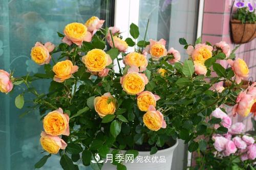 月季開(kāi)花越來(lái)越少？教你一招，分枝多，花量翻倍，新手也會(huì )養(圖2)