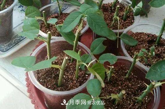 月季枝扦插如何快速生根，幾個(gè)小妙招試試(圖1)